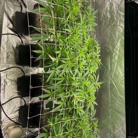Purple Kush growlog timeline photo