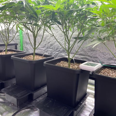 Purple Kush growlog timeline photo