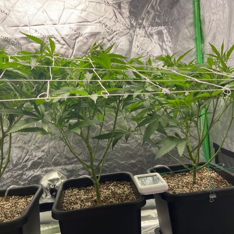 Purple Kush growlog timeline photo