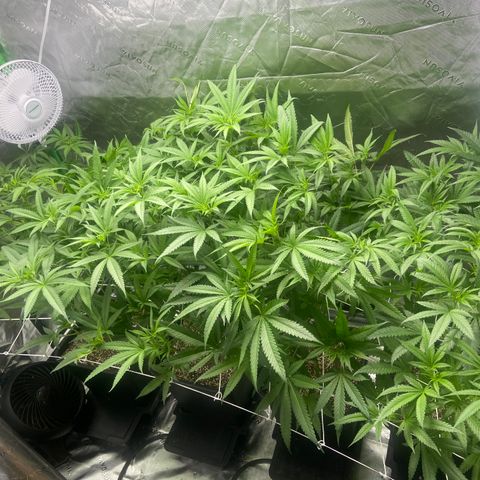 Purple Kush growlog timeline photo