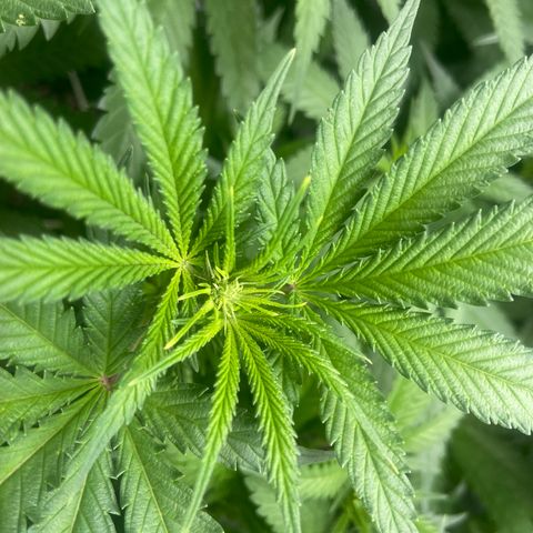 Purple Kush growlog timeline photo