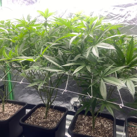 Purple Kush growlog timeline photo