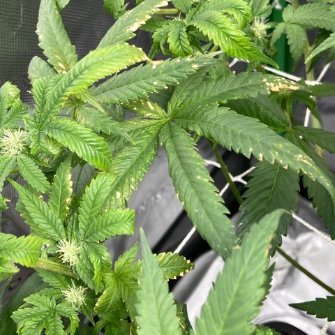 Purple Kush growlog timeline photo