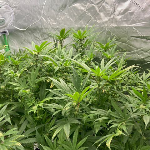 Purple Kush growlog timeline photo
