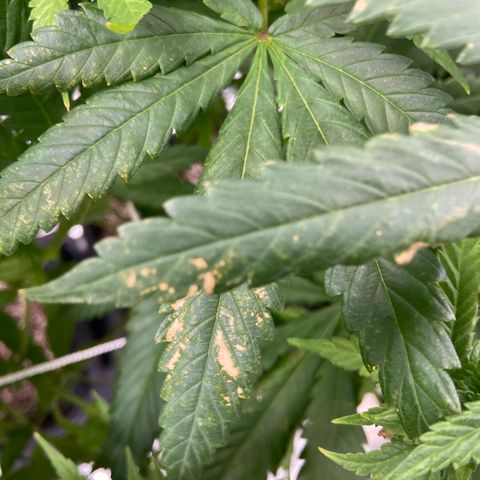 Purple Kush growlog timeline photo