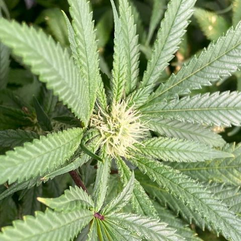 Purple Kush growlog timeline photo