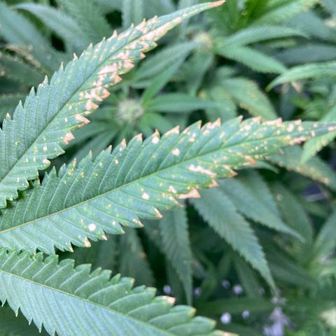 Purple Kush growlog timeline photo