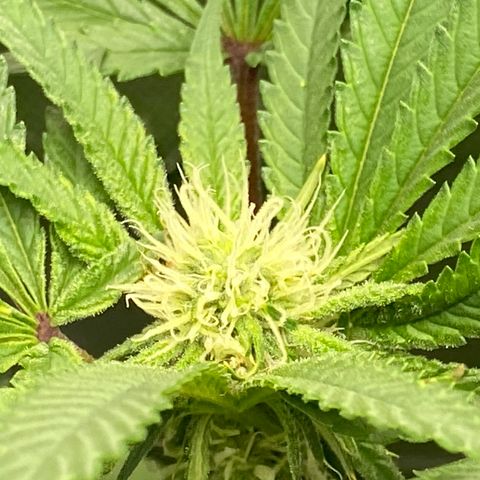 Purple Kush growlog timeline photo