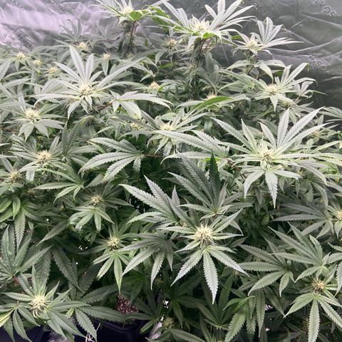 Purple Kush growlog photo: Not seeing any new mite damage