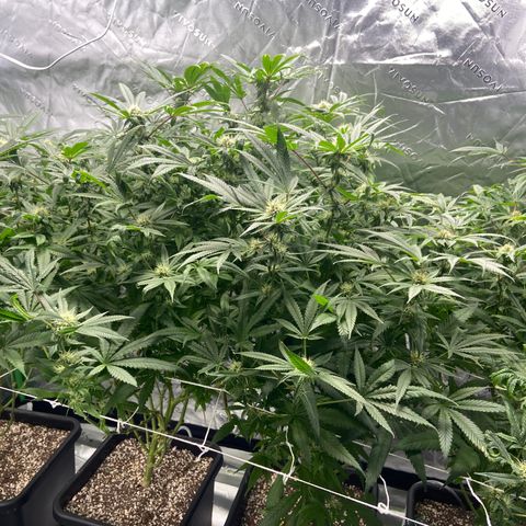 Purple Kush growlog photo: Not seeing any new mite damage