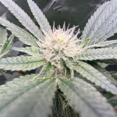 Purple Kush growlog photo: Not seeing any new mite damage
