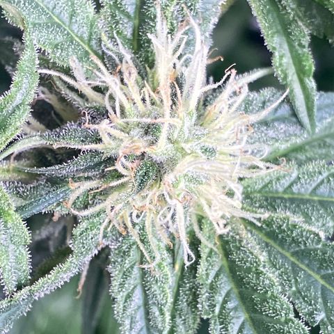 Purple Kush growlog photo: Not seeing any new mite damage