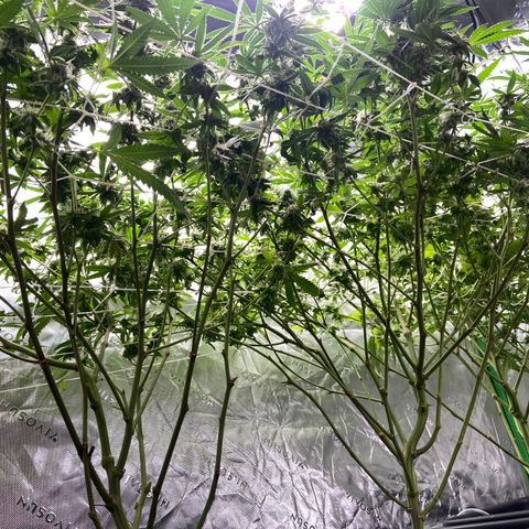 Purple Kush growlog timeline photo