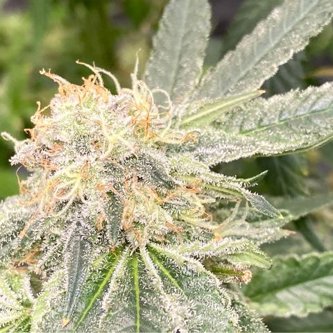 Purple Kush growlog timeline photo