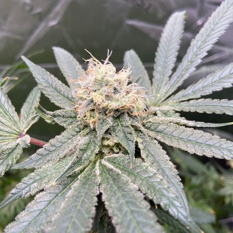 Purple Kush growlog timeline photo