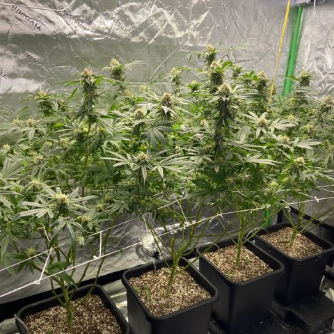 Purple Kush growlog timeline photo