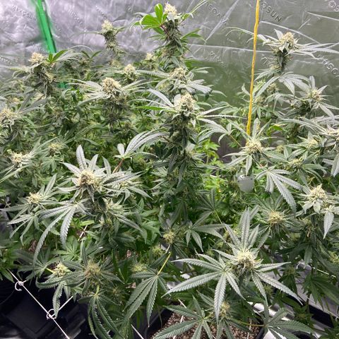 Purple Kush growlog timeline photo