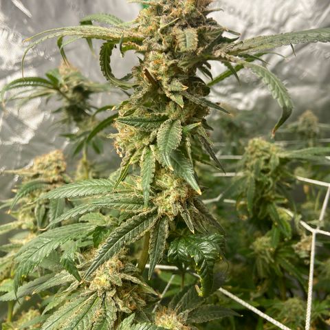 Purple Kush growlog timeline photo