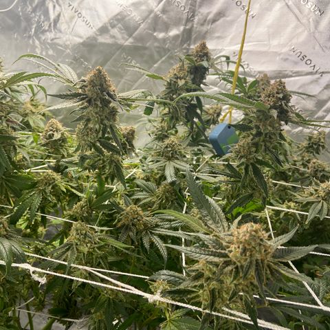 Purple Kush growlog timeline photo