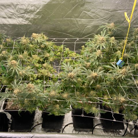 Purple Kush growlog timeline photo