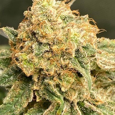 Purple Kush growlog timeline photo