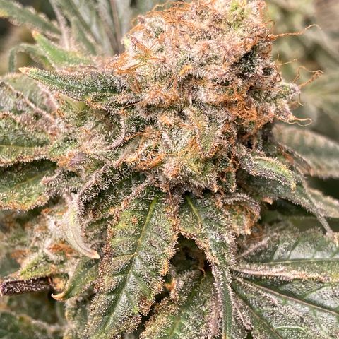 Purple Kush growlog timeline photo