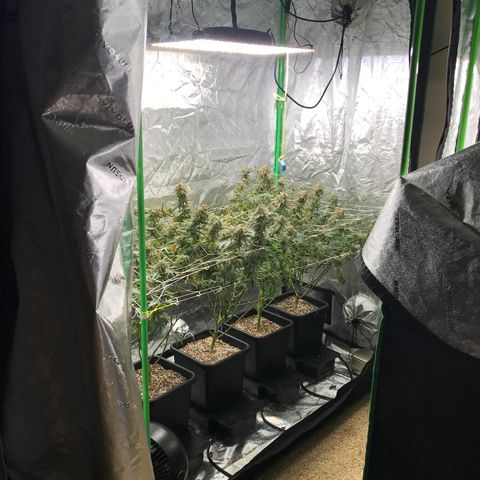 Purple Kush growlog timeline photo