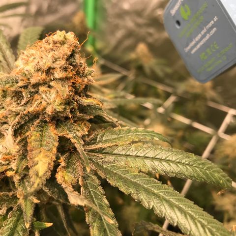 Purple Kush growlog timeline photo