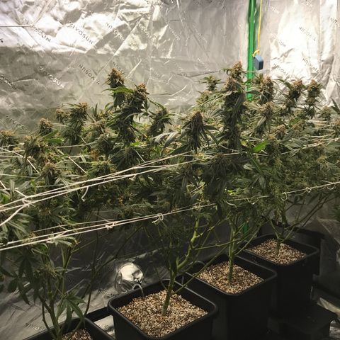 Purple Kush growlog timeline photo