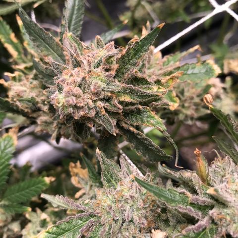 Purple Kush growlog timeline photo