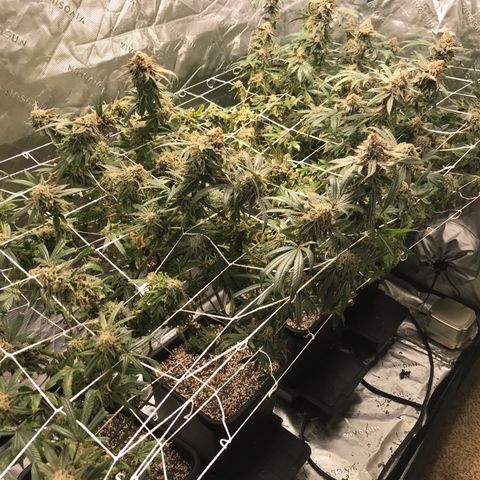 Purple Kush growlog timeline photo