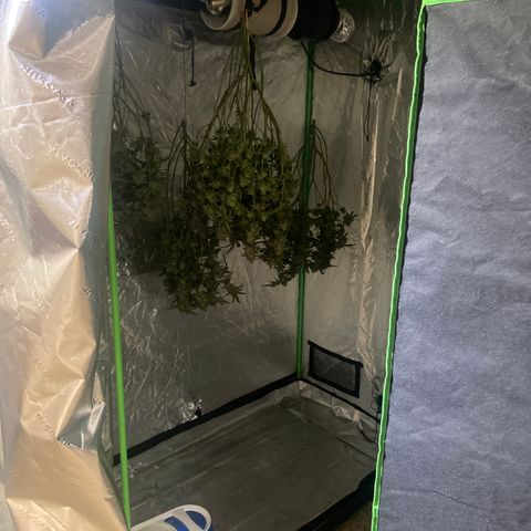 Purple Kush growlog timeline photo