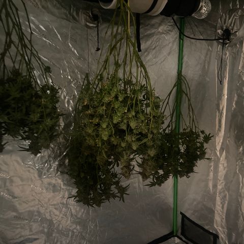Purple Kush growlog timeline photo