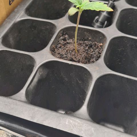 Gladiator Royal Cheese growlog timeline photo