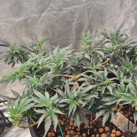 Chocolate mint og growlog timeline photo