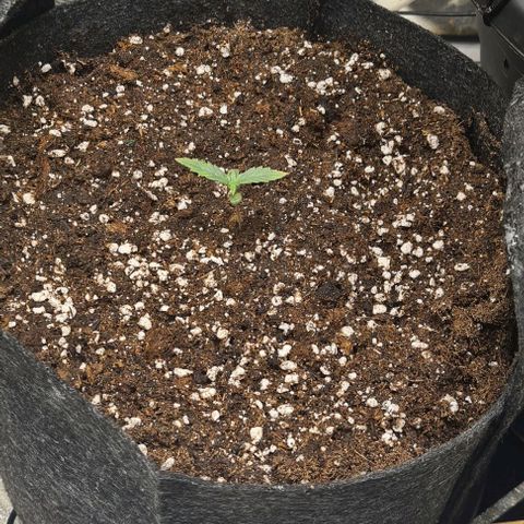 Gladiator Royal Cheese growlog timeline photo