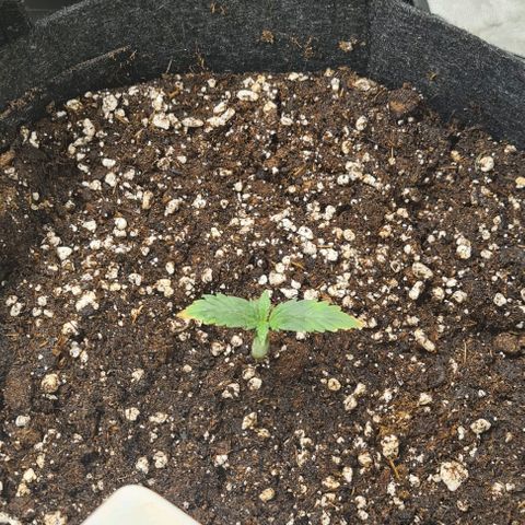 Gladiator Royal Cheese growlog timeline photo