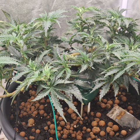 Chocolate mint og growlog timeline photo