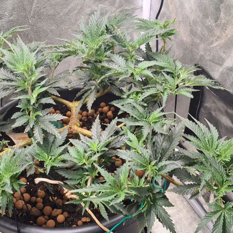 Chocolate mint og growlog timeline photo
