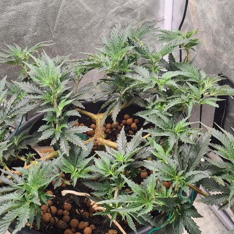 Chocolate mint og growlog timeline photo