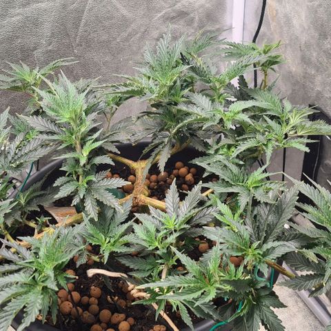 Chocolate mint og growlog timeline photo