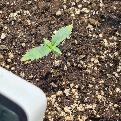 Gladiator Royal Cheese growlog timeline photo