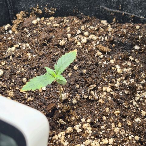 Gladiator Royal Cheese growlog timeline photo