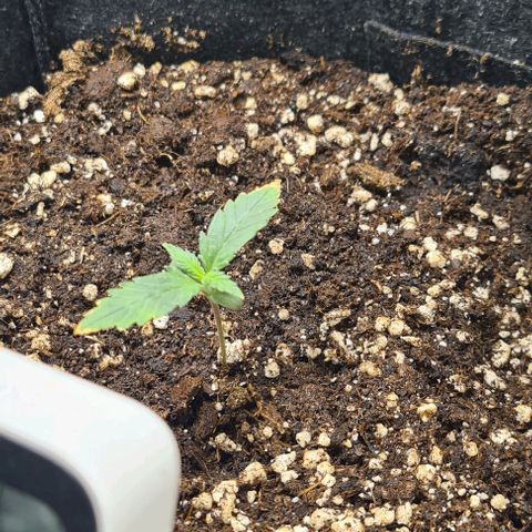 Gladiator Royal Cheese growlog timeline photo