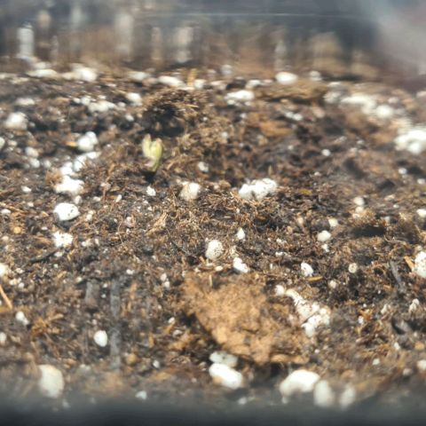 Gladiator Northern lights growlog timeline photo