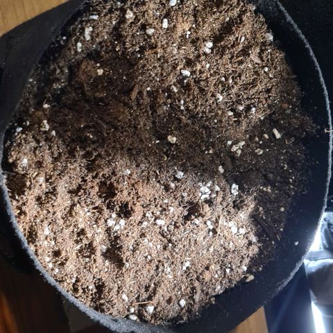 Gladiator Northern lights growlog timeline photo