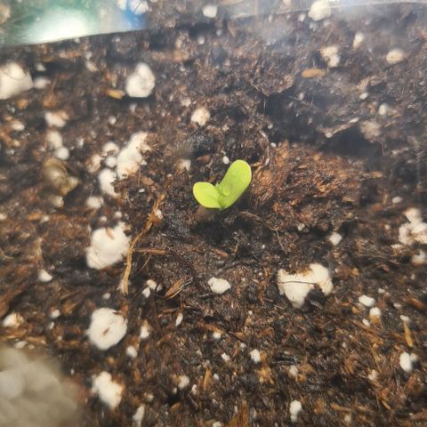 Gladiator Northern lights growlog timeline photo