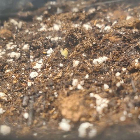 Gladiator Northern lights growlog timeline photo