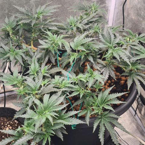 Chocolate mint og growlog timeline photo