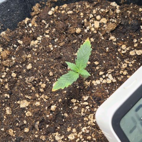 Gladiator Royal Cheese growlog timeline photo